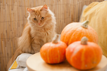 Ginger fluffy cat near pumpkins at cozy home