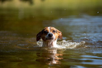 Dog swimming on lake beach