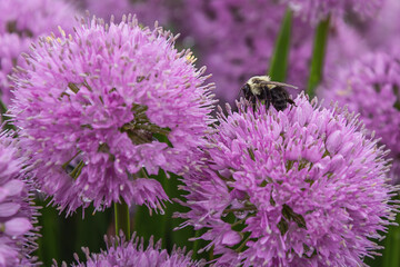 A macro image of a bee is sitting on Allium aflatunense
