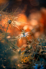 Kwiaty niebieskiej czarnuszki damasceńskiej (Nigella)