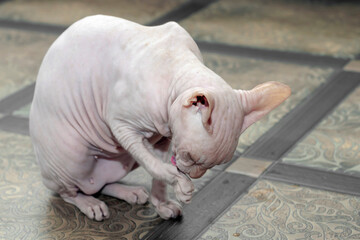 a cat without hair, a purebred breed of the Don sphinx, licks itself. The concept of the washing process, animal habits, features of the care and maintenance of the Sphinx breed at home.