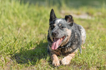 Friendly obedient old australian cattle dog is posing in in nature in summer.