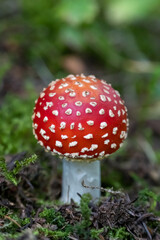 Amanita muscaria, poisonous mushroom macro, fall forest. Alps