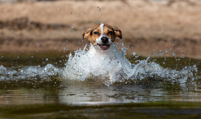 Dog swimming on lake beach