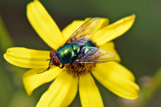 Common green bottle fly // Goldfliege (Lucilia sericata)