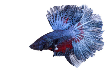fighting fish isolated - 451061541