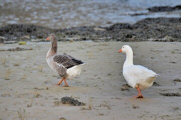 country goose on the beach