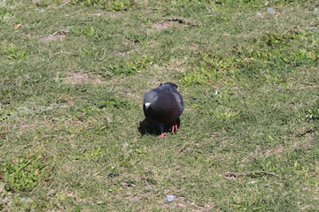 bird on grass