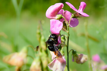 Fototapeta premium bee on flower