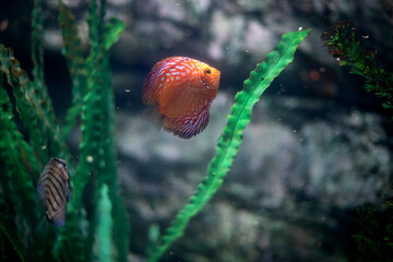 red and white discus pompadour fish are swimming in fish tank. Symphysodon aequifasciatus is American cichlids native to the Amazon river, South America,popular as freshwater aquarium fish