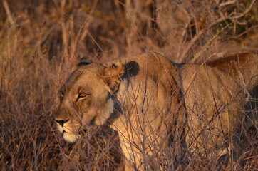 lioness in the grass eyes fixated