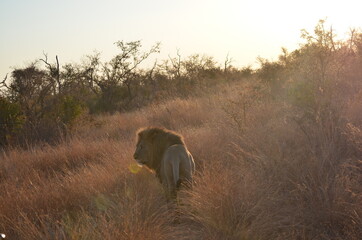 lion walking away