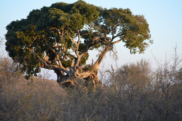 rock fig tree