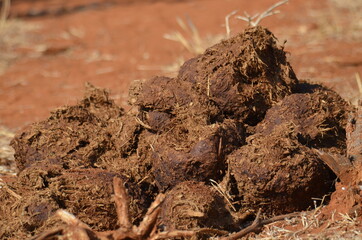 Elephant dung