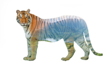 tiger isolated