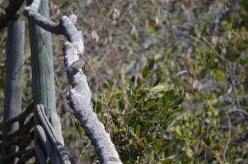 bird perching on fence in the woods