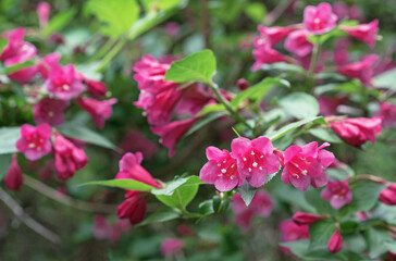 Naklejka na ściany i meble Flowering Weigela. Weigela Japonica low-growing shrub with red and pink flowers.