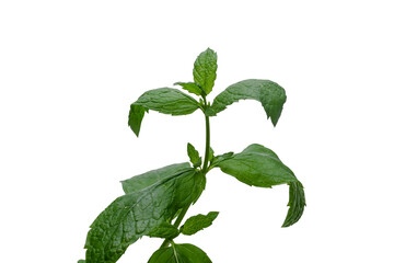 mint sprout isolated on a white background