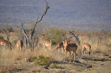 antelope in the savannah