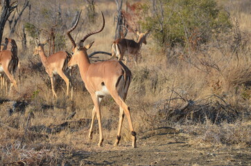 male impala in the savannah
