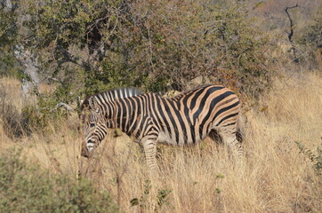Fototapeta na wymiar Burchell's Zebra with brown stripes