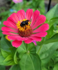 bee on a flower