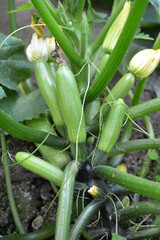 Flowering and fruits courgette