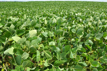 The field grows soy