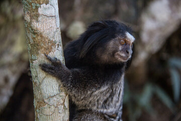 Sagui