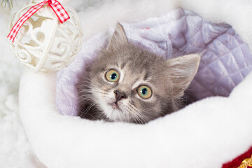 Christmas cat. A small gray kitten wearing a santa claus hat plays in the snow with balls. With place for text.