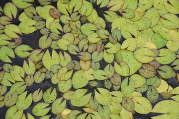Natural modeling of water lily leaves. Nymphaeaceae perennial aquatic plants. 