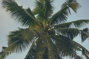 Coconut palm tree against blue sky and sunlight in summer	
