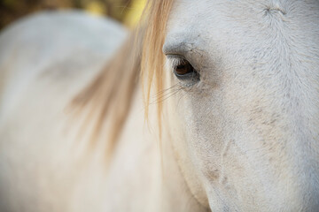 horse portrait looking