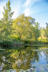 A lush green tree admires its own reflection in a pond in a nature preserve in Toronto, Ontario on a bright sunny day.