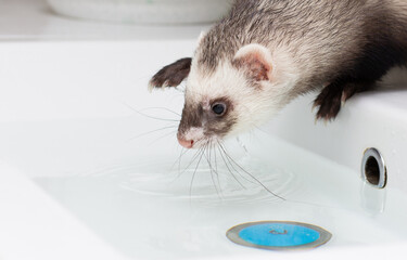 Pet Ferret enjoying a indoor bath.