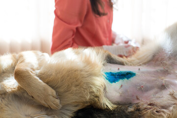 Surgical operation in a veterinary clinic. Hernia removal and sterilization of dog