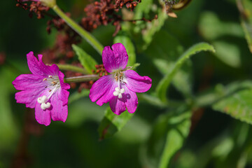 close up of the beautiful Hairy Willow flower (Epilobium hirsutum) in summer sunshine
