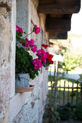 Fototapeta na wymiar Pink Flowers in flowerpot on windowsill