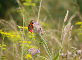 Fototapeta premium close up of a Peacock butterfly (Aglais io) feeding on a wild teasel (Dipsacus fullonum) thistle on Salisbury Plain, UK 