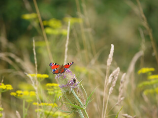 close up of a Peacock butterfly (Aglais io) feeding on a wild teasel (Dipsacus fullonum) thistle on...