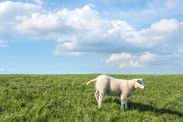 Grazing of a dike in Friesland province, The Netherlands
