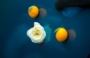 White rose and two ripe lemons on dark blue glass. Abstract still life of summer, freshness, love.