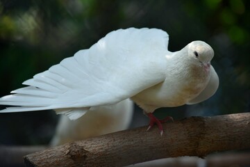 a snow-white dove with a fan-shaped tail spreads its wing and stands on one leg with a back blurred bokeh background