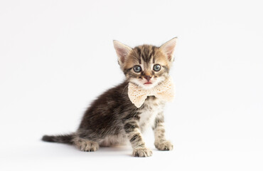 Fototapeta na wymiar Small cute gray and white playful kitten sitting with a white bow around its neck on a white or gray background: gift on , place for text, soft focus
