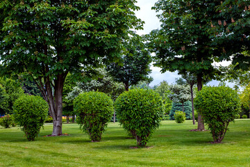Fototapeta na wymiar green deciduous bush in backyard garden bed, landscaped park with brk tree mulching plants and meadow lawn in the summer park, nobody.