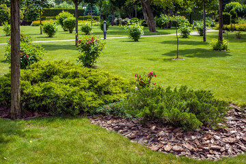 evergreen thuja bush with bark tree mulching in park with green lawn and trees in background,...