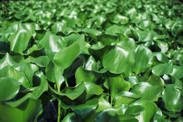 green leaves water hyacinth full frame background