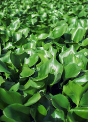 Obraz premium green leaves water hyacinth full frame background