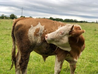 cows in a pasture