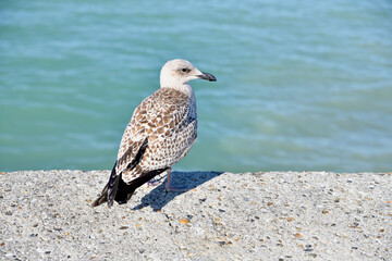 Obraz premium Profil de mouette